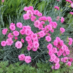 Feder-Nelke 'Fortuna' (x2) - Duftende Blüten den ganzen Sommer