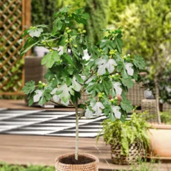 Feigenbaum auf Stamm - Süße Feigen aus dem Kübel