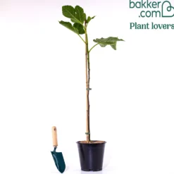 Feigenbaum auf Stamm - Süße Feigen aus dem Kübel