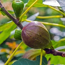 Feigenbaum auf Stamm - Süße Feigen aus dem Kübel
