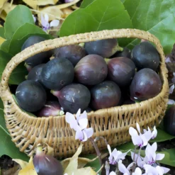 Feige 'Noire de Caromb' - Süße Feigen frisch vom Baum