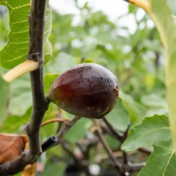 Feige 'Noire de Caromb' - Süße Feigen frisch vom Baum
