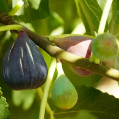 Feige ‘Violette d’Argenteuil’ - Süße Feigen direkt vom Balkon