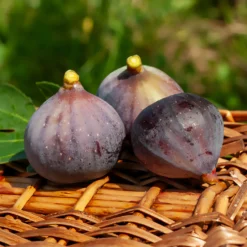Feige Violette Dauphine - Zwei Ernten pro Jahr