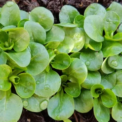 Feldsalat Dunkelgrüner Vollherziger 2 - Frische Ernte den ganzen Winter