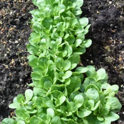 Feldsalat Dunkelgrüner Vollherziger 2 - Frische Ernte den ganzen Winter
