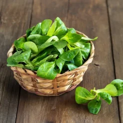 Feldsalat Etampes - Zarte Blätter für feine Salatkreationen