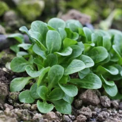 Feldsalat Etampes - Zarte Blätter für feine Salatkreationen