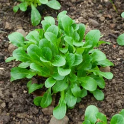 Feldsalat Etampes - Zarte Blätter für feine Salatkreationen