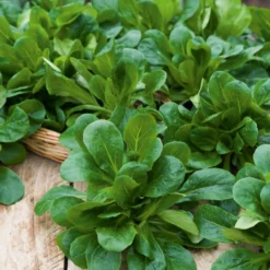 Feldsalat ‘Favor’ - Frisch geerntet im Winter