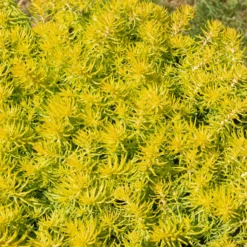 Felsen-Fetthenne ‘Angelina’ - Goldteppich ohne Mühe