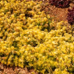 Felsen-Fetthenne ‘Angelina’ - Goldteppich ohne Mühe