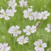 Felsennelken - Rosa Blütenwolke für Steine