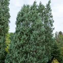 Felsen-Wacholder ‘Moonglow’ - Silberblau das ganze Jahr