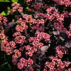 Fetthenne 'Chocolate Cherry' - Dunkles Laub, echter Blickfang