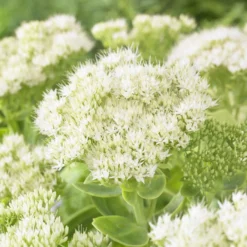 Fetthenne Stardust - Weiße Blüten im Spätsommer