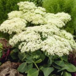 Fetthenne Stardust - Weiße Blüten im Spätsommer