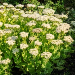 Fetthenne Stardust - Weiße Blüten im Spätsommer