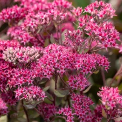 Fetthenne ‘Thunderhead’ - Herbstblüte ganz easy