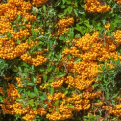 Feuerdorn ‘Saphyr Orange’® - Grün, Blüten und Beeren
