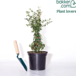 Feuerdorn ‘Saphyr Orange’® - Grün, Blüten und Beeren