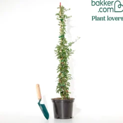 Feuerdorn ‘Saphyr® Rouge Cadrou’ - Rote Beeren, dichter Sichtschutz