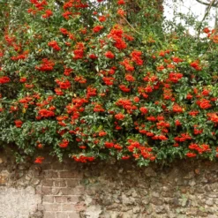 Feuerdorn ‘Saphyr® Rouge Cadrou’ - Rote Beeren, dichter Sichtschutz