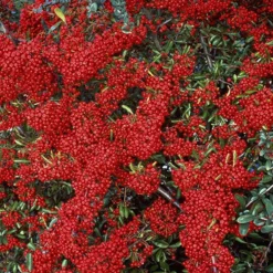 Feuerdorn ‘Saphyr® Rouge Cadrou’ - Rote Beeren, dichter Sichtschutz