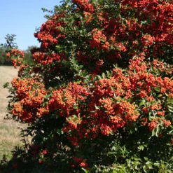 Feuerdorn ‘Saphyr Rouge’ (x3) - Rote Beeren den Winter über