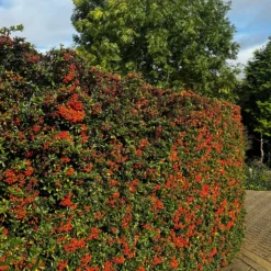 Feuerdorn ‘Saphyr Rouge’ (x3) - Rote Beeren den Winter über