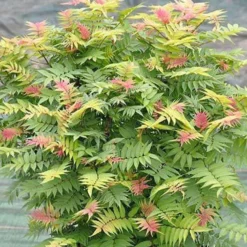 Fiederspiere Pink Hopi® - Rosa Austrieb, weiße Blüten