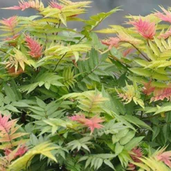 Fiederspiere Pink Hopi® - Rosa Austrieb, weiße Blüten