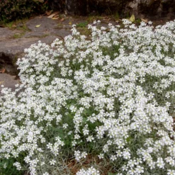 Filziges Hornkraut (x3) - Weißer Blütenteppich im Nu