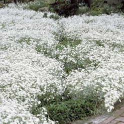 Filziges Hornkraut (x3) - Weißer Blütenteppich im Nu