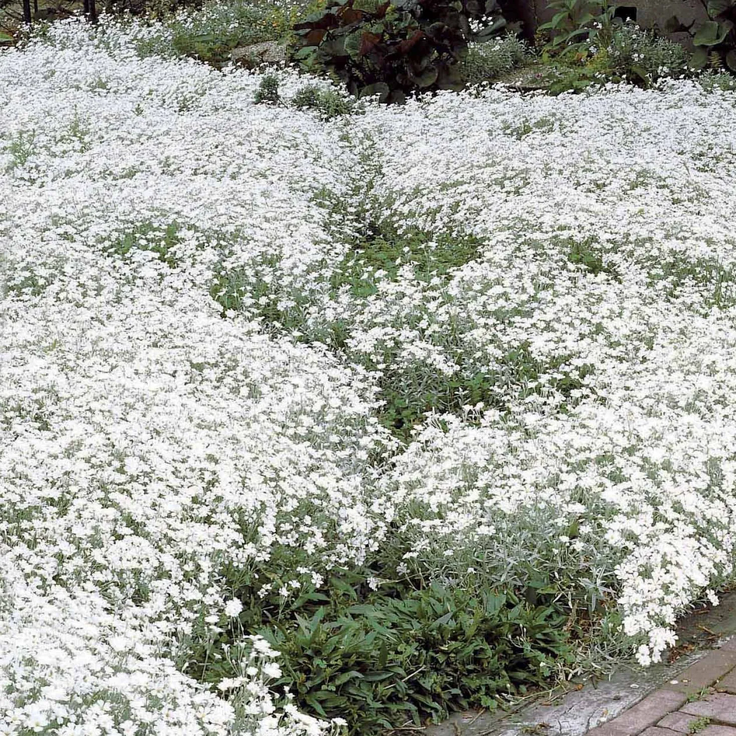 Filziges Hornkraut (x3) - Weißer Blütenteppich im Nu