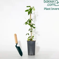 Fingerblättrige Akebie 'Quinata' - Duftende Kletterpflanze