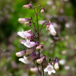 Fingerhutförmiger Bartfaden 'Dark Towers' - Dunkles Laub, elegante Blüten