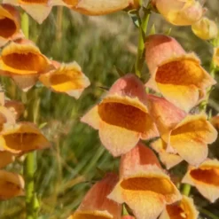 Fingerhut ‘Goldcrest’ - Fingerhut in warmem Orange