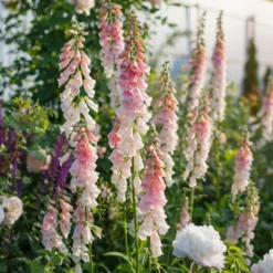 Fingerhut 'Suttons Apricot' - Apricot-Blüten im Nu