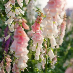 Fingerhut 'Suttons Apricot' - Apricot-Blüten im Nu