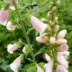 Fingerhut 'Suttons Apricot' - Apricot-Blüten im Nu