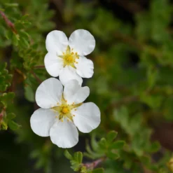 Fingerstrauch Abbotswood - Weiße Blüten den ganzen Sommer