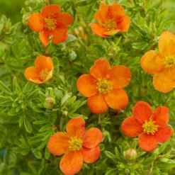 Fingerstrauch Bella Sol® - Orange Blüten bis Oktober