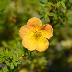 Fingerstrauch Bella Sol® - Orange Blüten bis Oktober