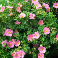 Fingerstrauch Bellissima® - Rosa Blüten den ganzen Sommer