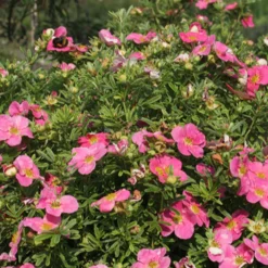 Fingerstrauch Bellissima® - Rosa Blüten den ganzen Sommer