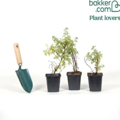 Fingerstrauch Hecke Orange/Gelb/Weiß (x3) - Blüten von Mai bis Oktober