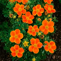 Fingerstrauch Hecke Orange/Gelb/Weiß (x3) - Blüten von Mai bis Oktober