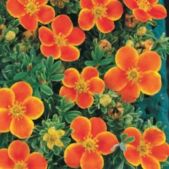Fingerstrauch Hopleys Orange - Farbe von Mai bis Oktober