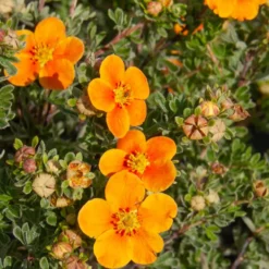Fingerstrauch Hopleys Orange - Farbe von Mai bis Oktober